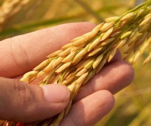 Wheat